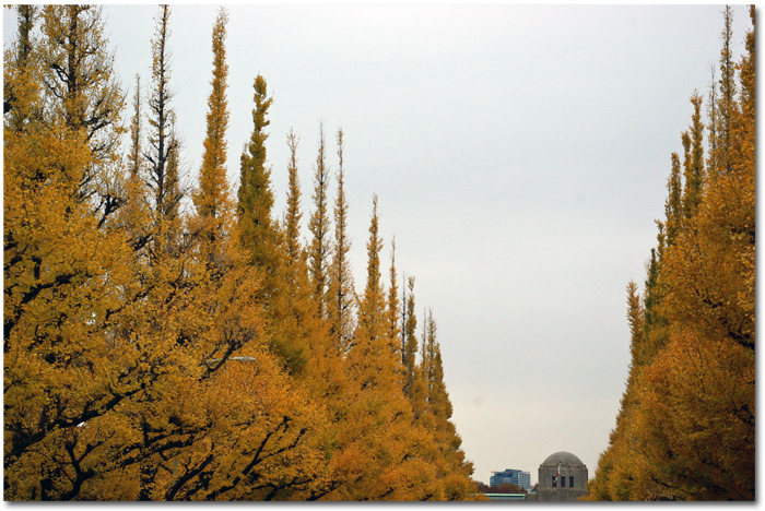 紅葉の次は黄葉～♪_f0012154_85230.jpg