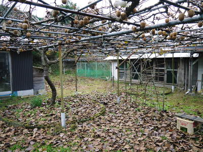雨上がりの散歩!本物の食材をご紹介するために!!_a0254656_18352032.jpg