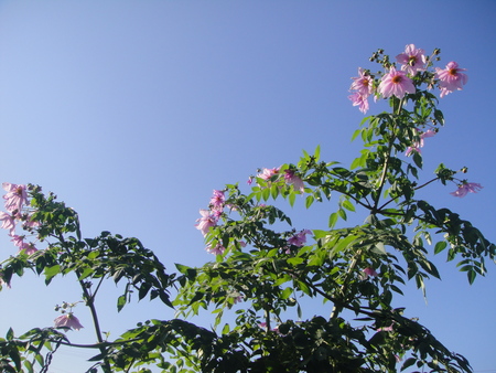 c0108460_17325717.jpg