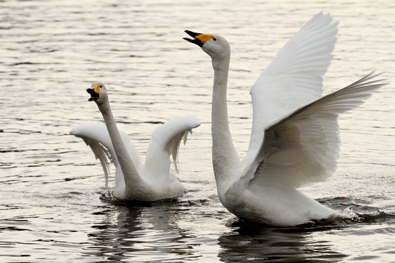 2012 Swan 2_a0141565_1532755.jpg