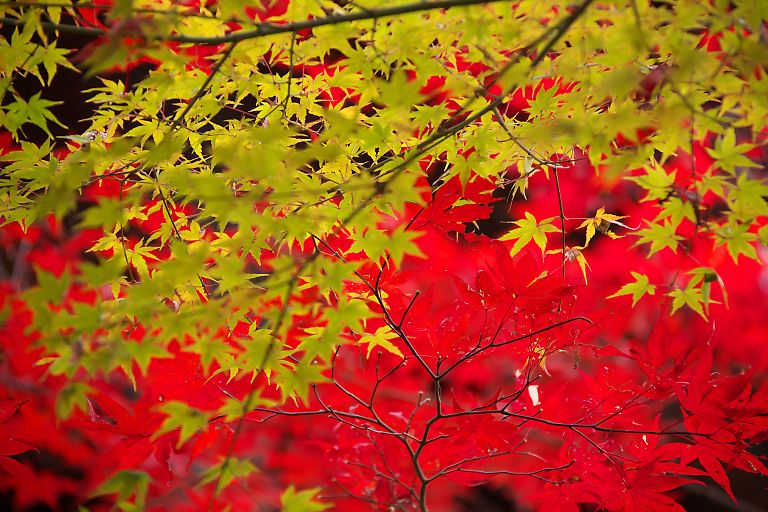 新座　平林寺（１１月２９日）_c0057265_2465082.jpg