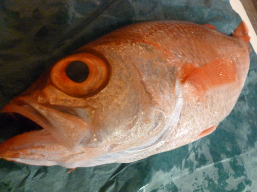 今日の魚は・・・_e0252966_15494920.jpg