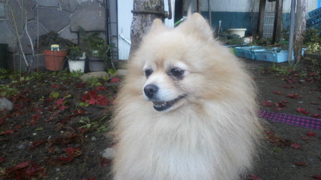 b0038381_1302040.jpg