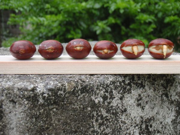 ヘソに灸をすえる モダマ種子の発芽処理法 石垣島便り