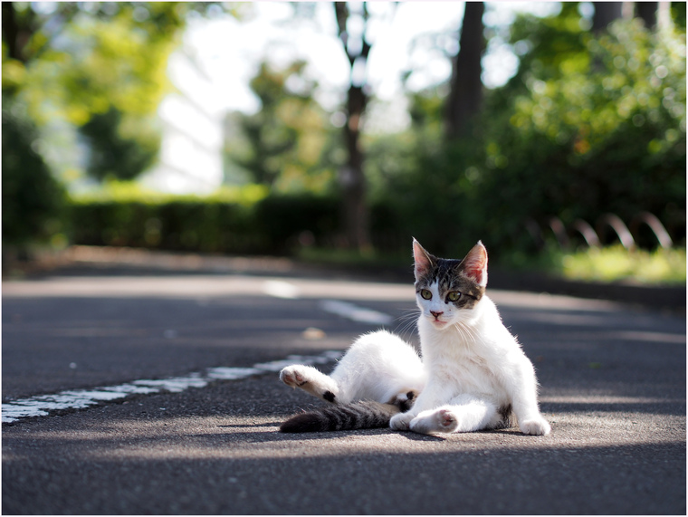 ちぃ＆クロッシー　お陰様で家猫になりました。（最終報告）_c0129381_10205426.jpg