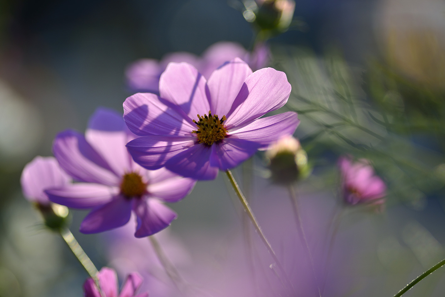 作例付きTOKINA AT-X M100 100mm F2.8マクロ管mpr