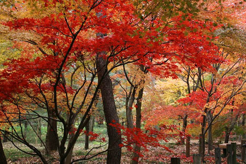 平林寺境内林の紅葉_f0030085_20595185.jpg