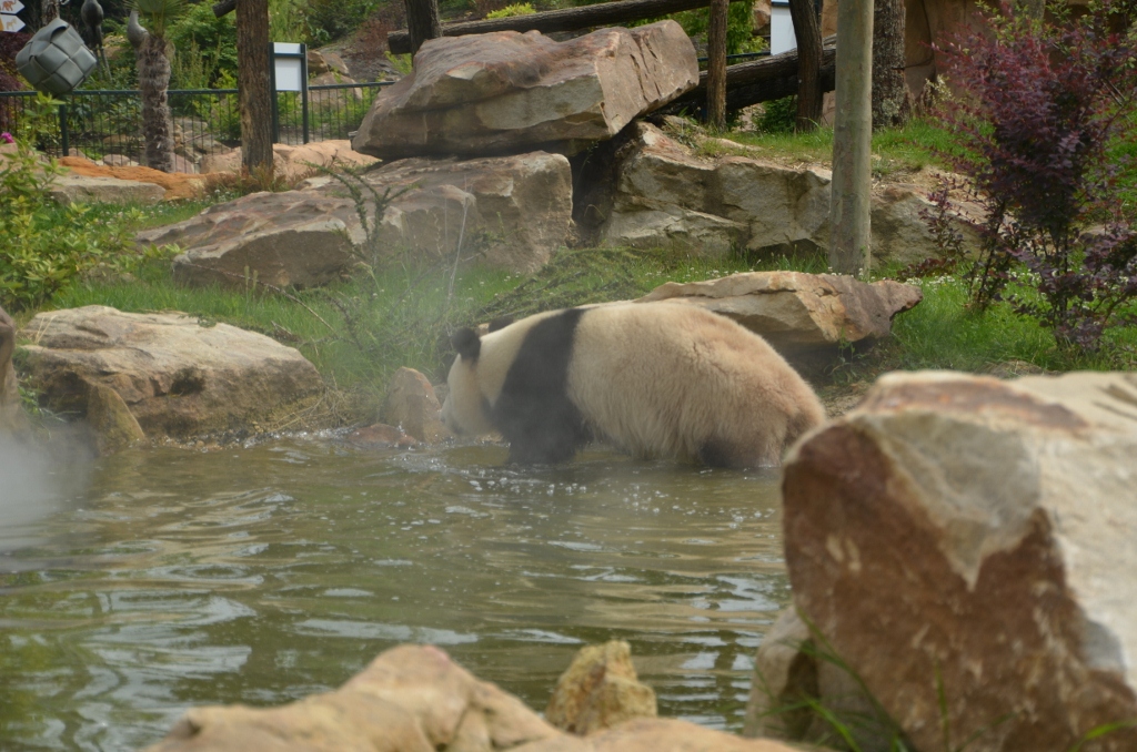 フランス旅行２０１２年春第４日目＠その８　ボバール動物園_a0052986_1101995.jpg