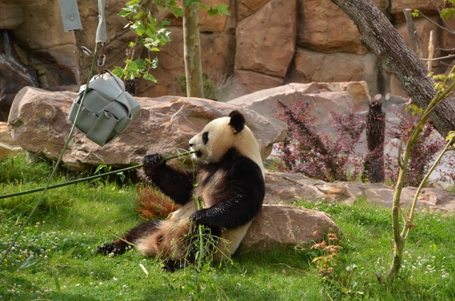 フランス旅行２０１２年春第４日目＠その８　ボバール動物園_a0052986_1145642.jpg