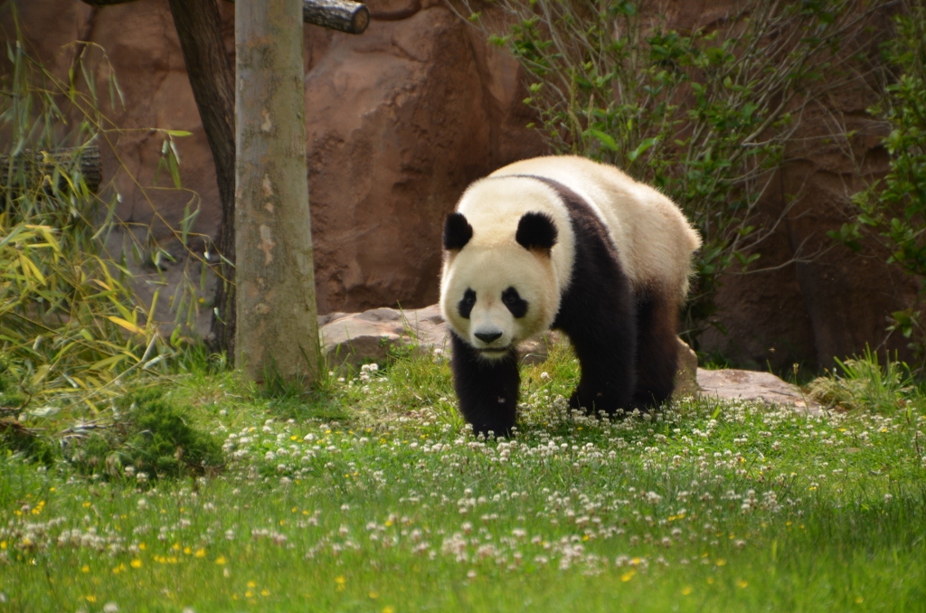 フランス旅行２０１２年春第４日目＠その８　ボバール動物園_a0052986_182181.jpg