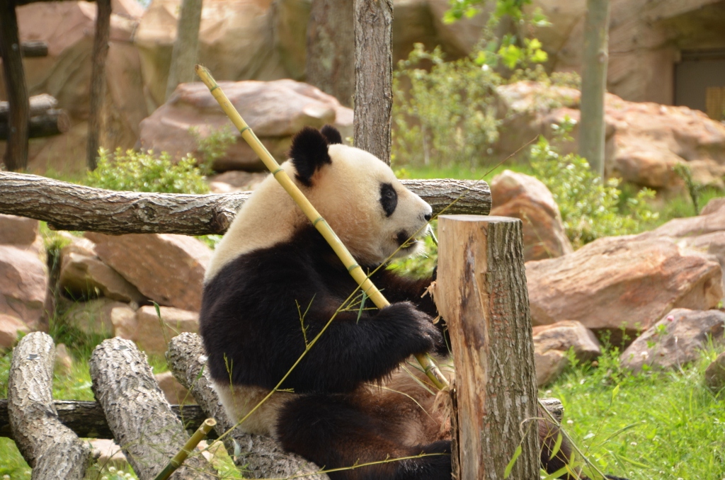 フランス旅行２０１２年春第４日目＠その８　ボバール動物園_a0052986_19826.jpg