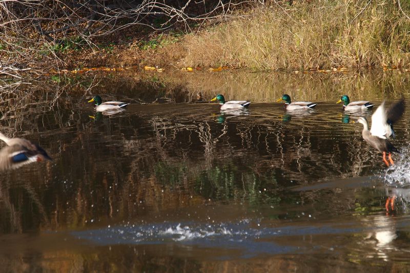 ため池の鳥見_b0108186_20482537.jpg