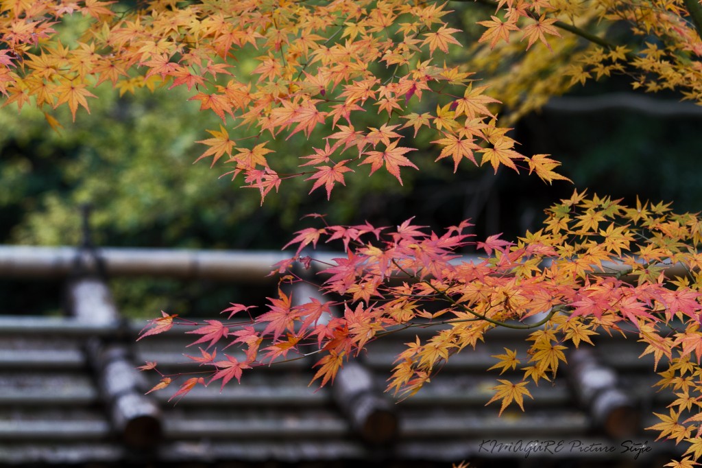 紅葉2012 和歌山城_a0170388_13385539.jpg