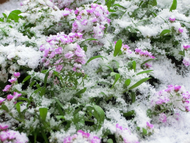 b0203588_83046.jpg