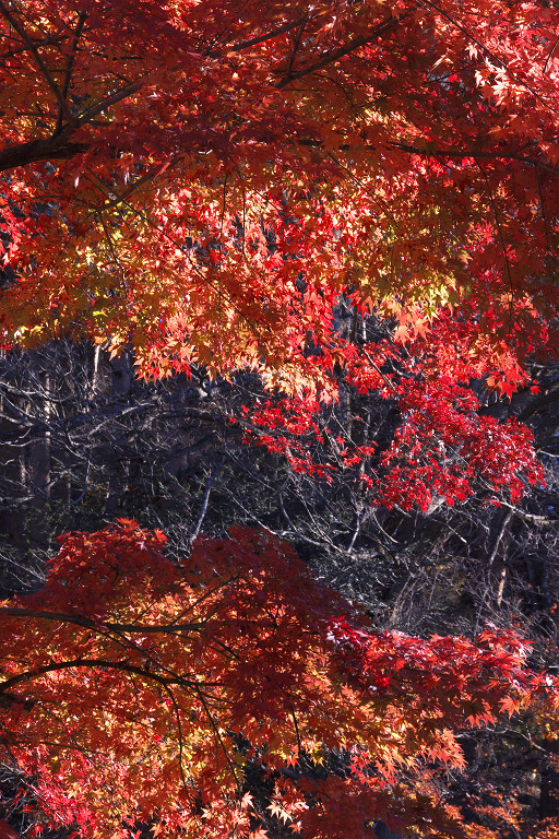 2012.11.25  三湖公園･神社_f0190989_10102448.jpg