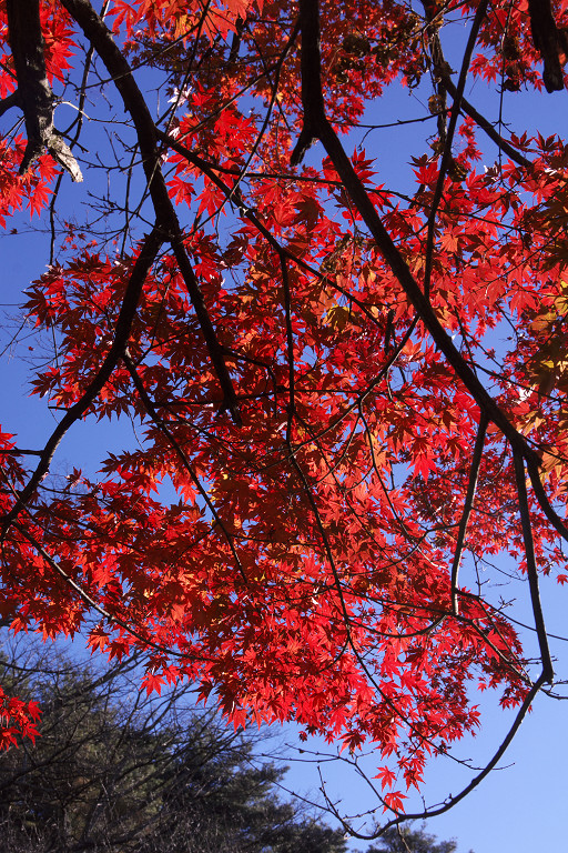 2012.11.25  三湖公園･神社_f0190989_10591048.jpg