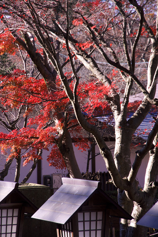 2012.11.25  三湖公園･神社_f0190989_1155810.jpg