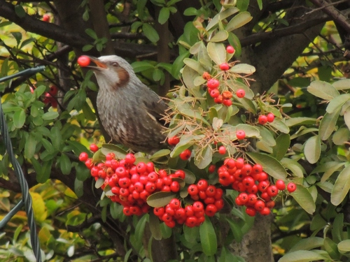 遊びで寒さを吹き飛ばすカラスさん♪_f0216489_20293782.jpg