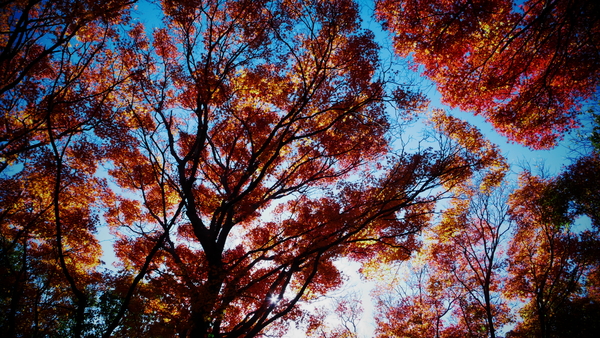 c0190391_1551984.jpg