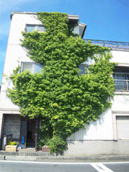 c0220592_1221728.gif