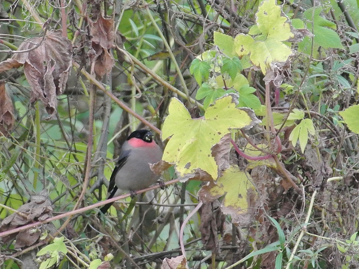 アカウソ（赤鷽）/Bullfinch, Subspecies Rosacea_a0223993_110519.jpg