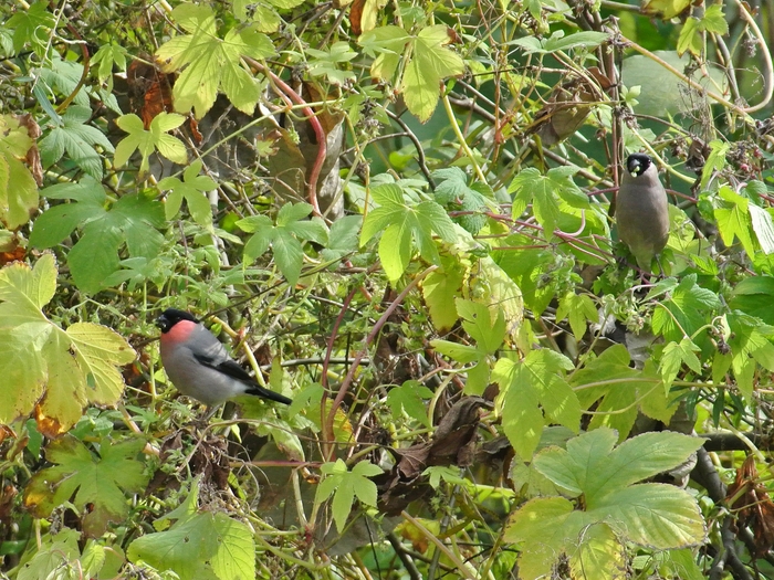 アカウソ（赤鷽）/Bullfinch, Subspecies Rosacea_a0223993_1123415.jpg