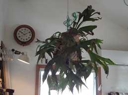 b0146196_0181863.jpg