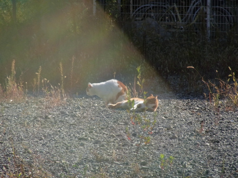 c0006904_18135029.jpg