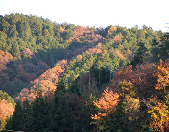 e0048413_2053535.jpg