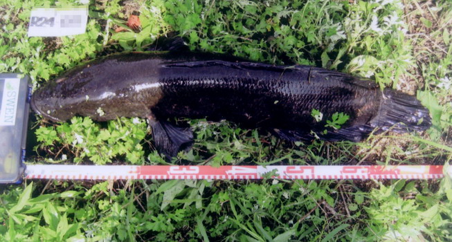 エントリーの魚から (その1)_a0153216_23253445.jpg