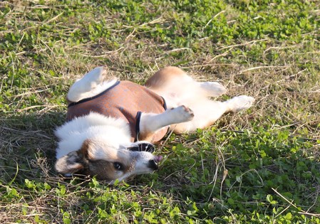 紅葉の下見♪ ~水元公園_f0155118_21334735.jpg