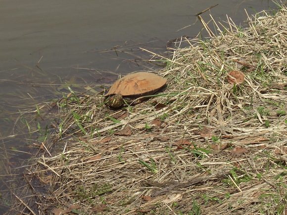 近くの公園で　　4月24日　　＊,12年を駆け足で～11_d0136122_13584823.jpg