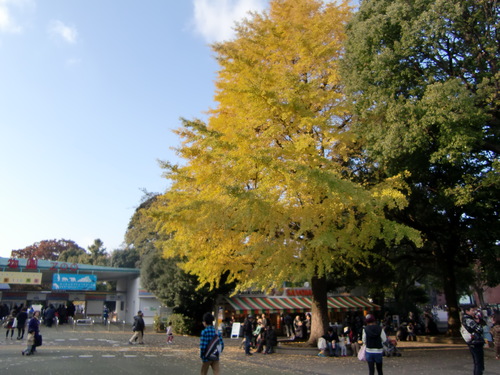 上野動物園　2012年11月　1_d0281322_22182928.jpg