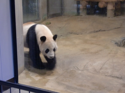 上野動物園　2012年11月　1_d0281322_22205910.jpg