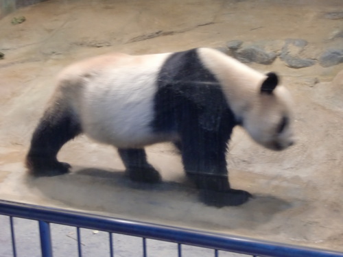 上野動物園　2012年11月　1_d0281322_222073.jpg