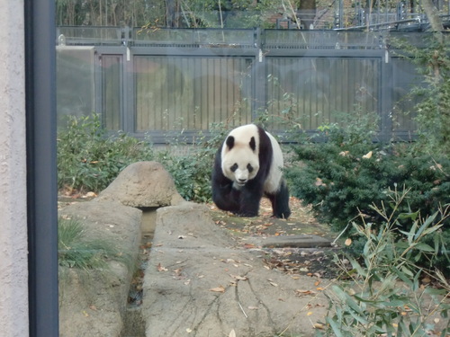 上野動物園　2012年11月　1_d0281322_2222466.jpg