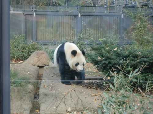 上野動物園　2012年11月　1_d0281322_22225910.jpg