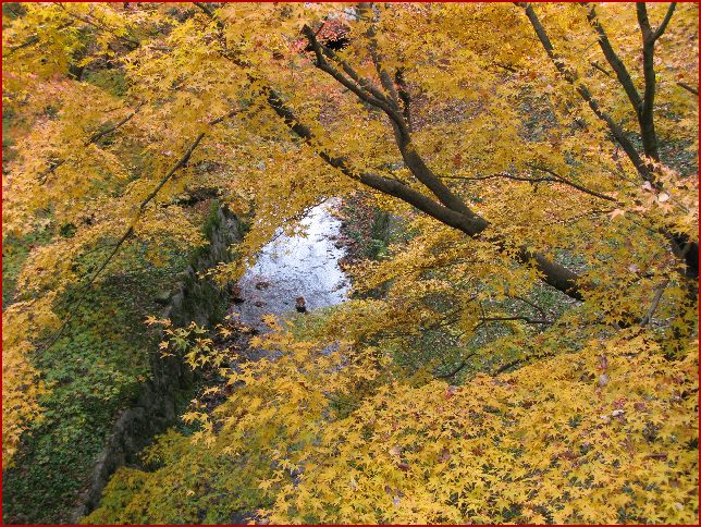 　　京の紅葉狩り　その２_d0092026_11374876.jpg