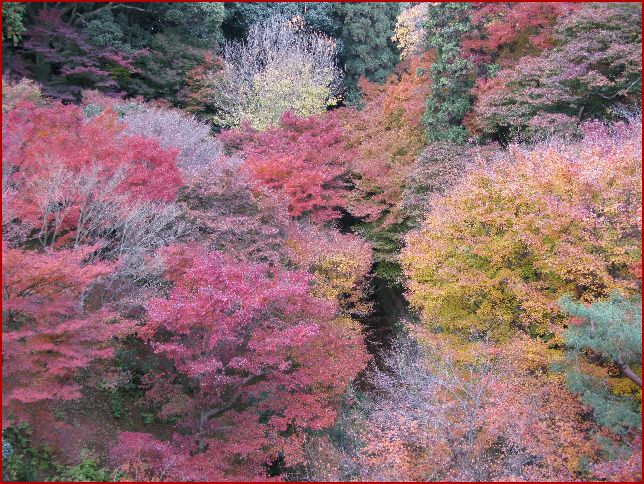 　　京の紅葉狩り　その２_d0092026_11413175.jpg