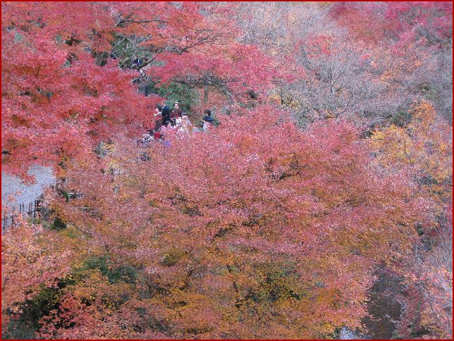 　　京の紅葉狩り　その２_d0092026_11423225.jpg