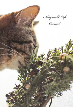 「猫パンチcafe」のcaramelさん登場!_c0039735_16303290.jpg