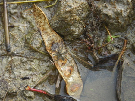 水のある冬の田んぼには、、、。_a0123836_17381439.jpg