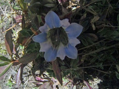 e0110940_1521784.jpg