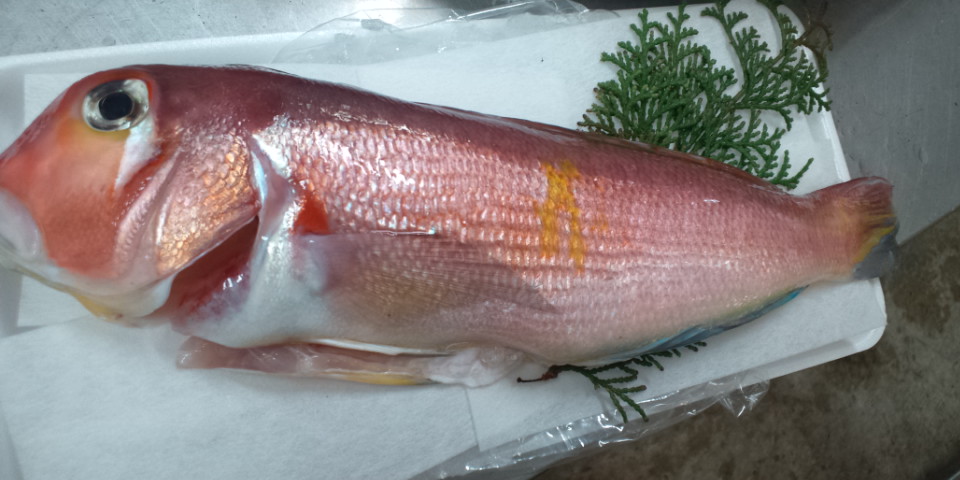 おはようございます お魚情報です 煮付けて美味 ほた 入荷 良い一日を 鹿児島市の魚専門店 満田商店です おはようございます お魚情報です 煮付けて美味 ほた 入荷 良い一日を 鹿児島市の魚専門店 満田商店です