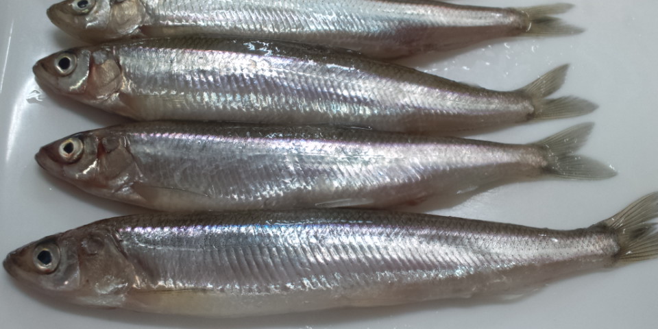 おはようございます お魚情報です 煮付けて美味 ほた 入荷 良い一日を 鹿児島市の魚専門店 満田商店です おはようございます お魚情報です 煮付けて美味 ほた 入荷 良い一日を 鹿児島市の魚専門店 満田商店です
