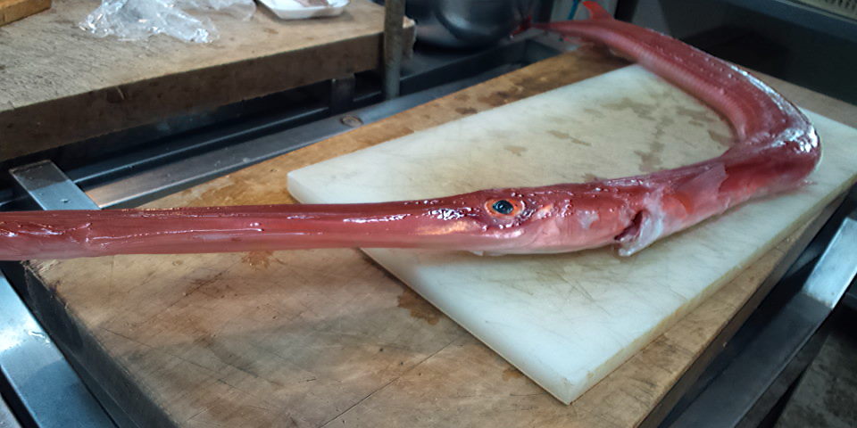 おはようございます お魚情報です 煮付けて美味 ほた 入荷 良い一日を 鹿児島市の魚専門店 満田商店です