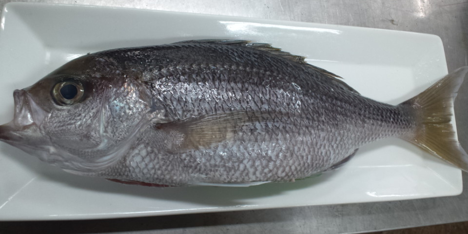 おはようございます お魚情報です 煮付けて美味 ほた 入荷 良い一日を 鹿児島市の魚専門店 満田商店です おはようございます お魚情報です 煮付けて美味 ほた 入荷 良い一日を 鹿児島市の魚専門店 満田商店です