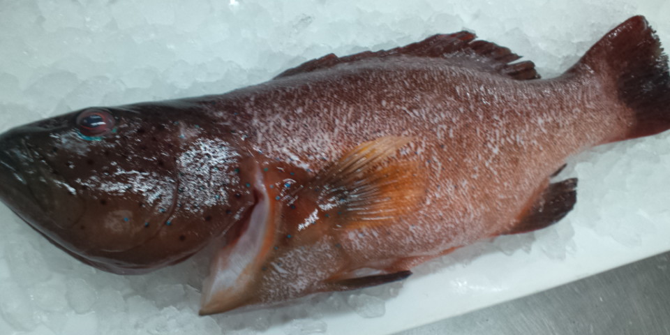 おはようございます お魚情報です 煮付けて美味 ほた 入荷 良い一日を 鹿児島市の魚専門店 満田商店です おはようございます お魚情報です 煮付けて美味 ほた 入荷 良い一日を 鹿児島市の魚専門店 満田商店です
