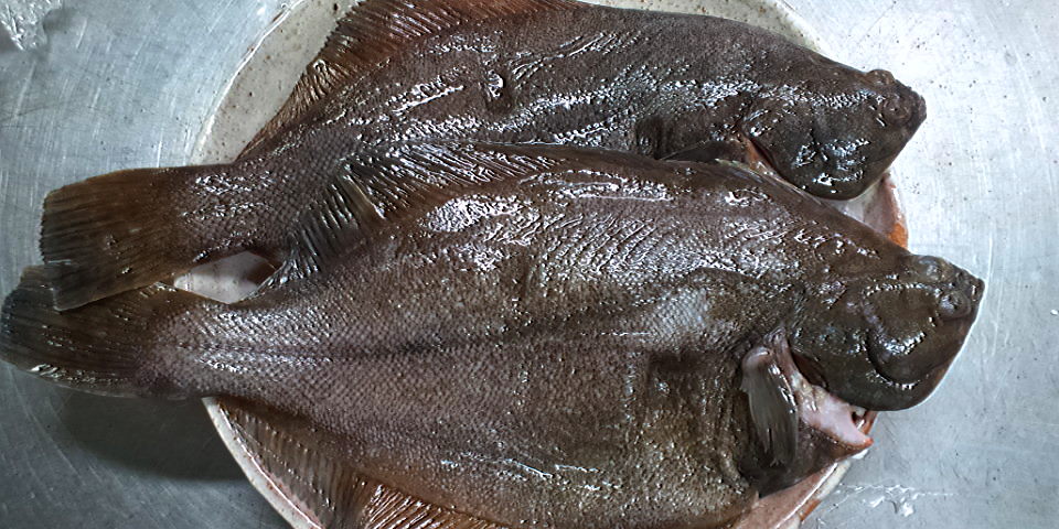 おはようございます お魚情報です 煮付けて美味 ほた 入荷 良い一日を 鹿児島市の魚専門店 満田商店です おはようございます お魚情報です 煮付けて美味 ほた 入荷 良い一日を 鹿児島市の魚専門店 満田商店です