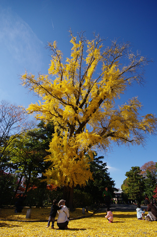 紅葉 2012　～京都御苑～_f0152550_22492860.jpg